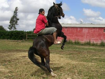 abdel en weelling